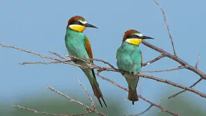 Ramsar: European Bee-eater (Merops apiaster) couple on a
