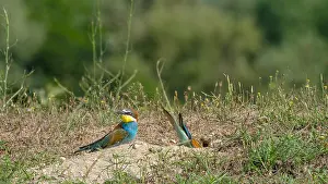 Digging: European Bee-eater (Merops apiaster) couple digging