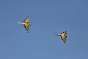 Coraciiforme: European Bee-eater (Merops apiaster) in flight