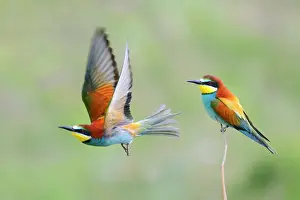Coraciiforme: European Bee-eater (Merops apiaster) flying away