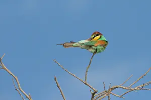Apiaster: European Bee-eater (Merops apiaster) grooming himself