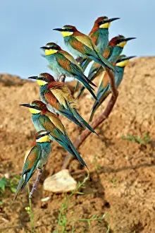 Mines: European Bee-eater (Merops apiaster) group of eight
