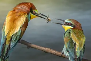 Giving: European Bee-eater (Merops apiaster) male giving