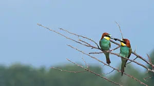 Ramsar: European Bee-eater (Merops apiaster) male offering