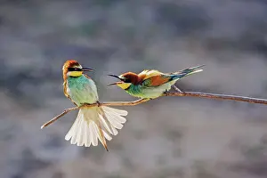 Argue: European bee eater (Merops apiaster), two males
