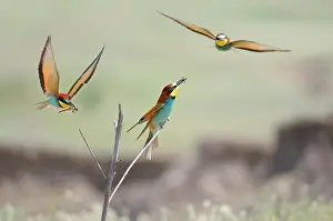 Coraciiforme: European Bee-eater (Merops apiaster) nuptial gift