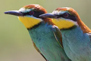 East Germany: European Bee-eater (Merops apiaster) pair