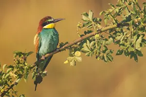 Eater: European Bee-eater (Merops apiaster) perched on