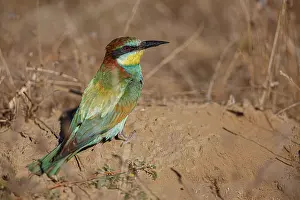 Vertebrates: European Bee-Eater (Merops apiaster) ~ perched on a branch ~ Zamora