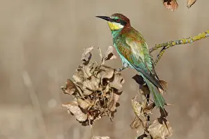 Vertebrates: European Bee-Eater (Merops apiaster) ~ perched on a branch ~ Zamora