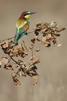 Vertebrates: European Bee-Eater (Merops apiaster) ~ perched on a branch ~ Zamora