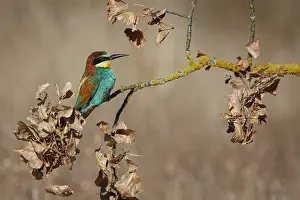 Vertebrates: European Bee-Eater (Merops apiaster) ~ perched on a branch ~ Zamora