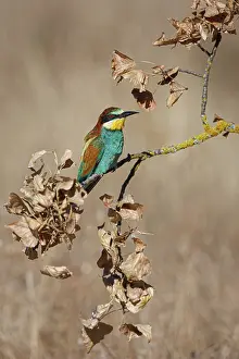 Vertebrates: European Bee-Eater (Merops apiaster) ~ perched on a branch ~ Zamora