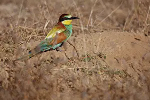 Vertebrates: European Bee-Eater (Merops apiaster) ~ perched on a branch ~ Zamora