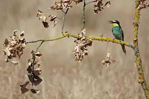 Vertebrates: European Bee-Eater (Merops apiaster) ~ perched on a branch ~ Zamora