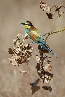 Vertebrates: European Bee-Eater (Merops apiaster) ~ perched on a branch ~ Zamora