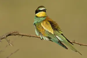 Merops: European Bee-eater (Merops apiaster) perching