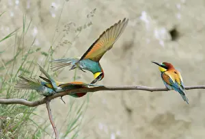 Coraciiforme: European Bee-eater (Merops apiaster) robing prey