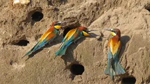 Eater: European Bee-eater (Merops apiaster) on a sand cliff