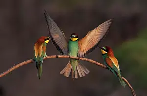 Merops: European bee eater (Merops apiaster), sitting on