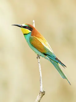 Eater: European bee-eater (Merops apiaster) sitting on