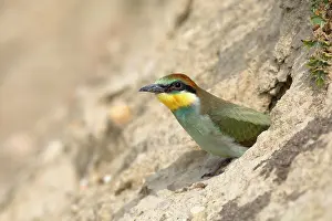 Merops: European bee-eater (Merops apiaster), young bird