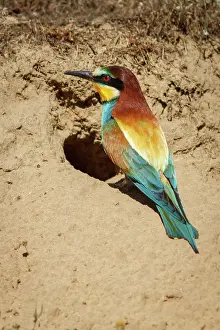Access: European Bee-Eater on nest access Castile and