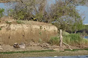 Apiaster: European Bee-eater nests in cliff (Merops apiaster)