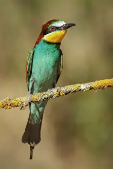 Eaters: European Bee-Eater perched on a branch Castile