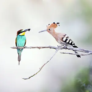 Stealing: European Bee Eater - Perched with a honey bee in