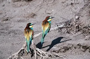 Roots: European BEE-EATER - two perched on roots on ground