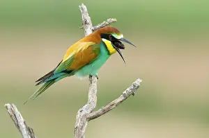 Regurgitating: European Bee-eater - regurgitating a pelet