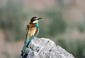 Eater: European BEE EATER - on rock