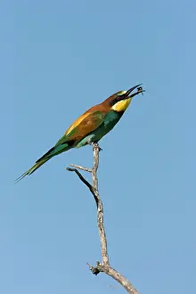 Flipping: European Bee-Eater - Sitting on a perch flipping
