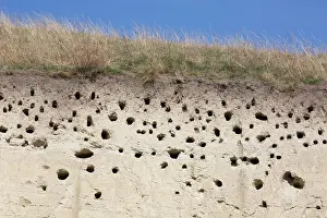 Track: European Bee-eater track