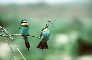 Dragonflies: EUROPEAN BEE-EATER - two, one catching insect