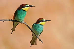Eaters: Two European bee-eaters (Merops apiaster), animal
