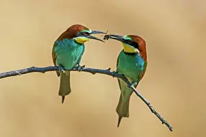 Bridal: Two European bee-eaters (Merops apiaster), animal