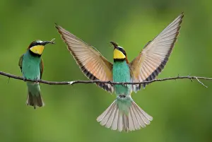 Eaters: European bee-eaters (merops apiaster) in approach