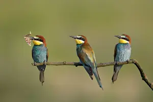 Eater: European bee-eaters (Merops apiaster), three birds