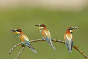 Eater: European bee-eaters (Merops apiaster), three birds
