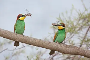 Eaters: European Bee-eaters (Merops apiaster) couple with