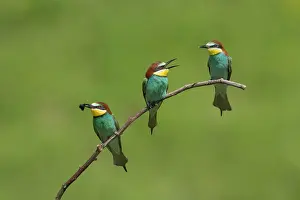 Eaters: European bee-eaters (Merops apiaster), Magdeburg