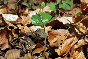 Seedlings: European Beech
