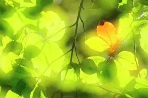 Warmth: European Beech