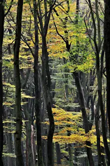 Speulderbos: European Beech