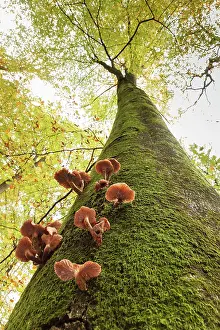 Gilled: European Beech
