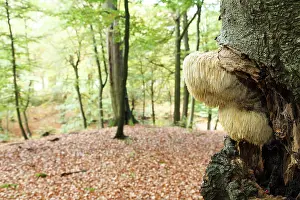 Erinaceus: European Beech