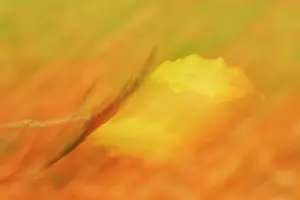 Moved: European Beech