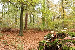 Tuft: European Beech